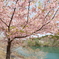 ３月末に見れた桜は河津桜６