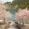 ３月末に見れた桜は河津桜８