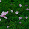 雨上り　IMGP2255zz