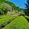 第三千五百八十四作　「茶畑の　新芽かわいや　ほととぎす」　山梨県南部