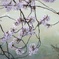 疏水の桜（５）