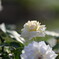 薔薇
