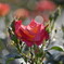 薔薇