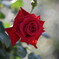 薔薇