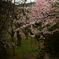 桜 小樽公園にて