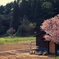 一本桜
