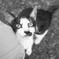 出張先の猫