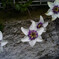 clematis