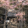 旭北海道　春に撮った写真⑭　旭山公園　旭山稲荷金刀比羅神社と桜2024