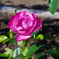 薔薇園のバラ