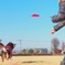 ディスク柴