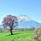 蒼き山 羊蹄山 一本さくら