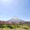 蒼き山 羊蹄山 桜堤