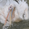 photo_1238955
