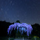 北極星しだれ桜