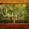 京都・高桐院の庭園