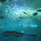 江の島水族館