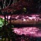 藤棚〜夜景色