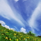 Dream of Ishigaki