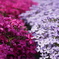 芝桜