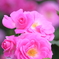 薔薇