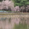 IMG_9190　ふたつの桜