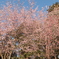 IMG_8552　ふたつの桜