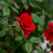 レッド・・春薔薇
