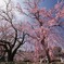 空を染める枝垂桜