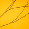 vine