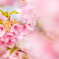 河津桜