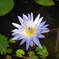 水面を飾る一輪の花