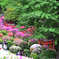 根津神社つつじ祭り