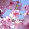 草薙の桜