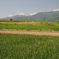 麦畑に中央アルプス