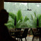 Distant rain