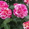 バラの花