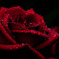 『Dripping of rose』