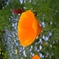 花言葉は成功