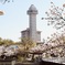 Skyward Asahi and cherry blossom