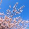 桜の頃を懐かしむ③