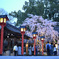 魁桜
