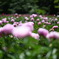 芍薬園