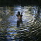 Water & Birds