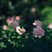 Forest Rose