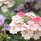 港の見える丘公園の花