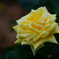 Rose of May ⅰ