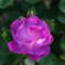 Rose of May ⅱ