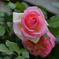 Rose of May ⅲ