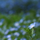 昭和のblue